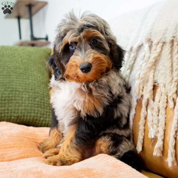 Jon, Mini Bernedoodle Puppy